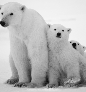 Niedźwiedzie polarne