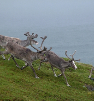 Płaskowyż Hardangervidda