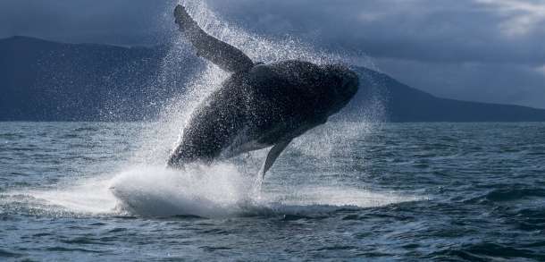 ISLANDIA: WIELORYBIE SAFARI